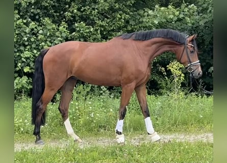 Niemiecki koń sportowy, Wałach, 4 lat, 175 cm, Gniada
