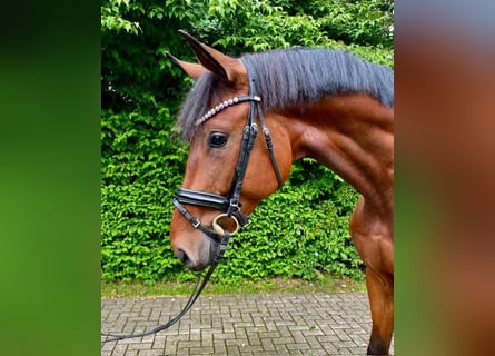Niemiecki koń sportowy, Wałach, 4 lat, 175 cm, Gniada