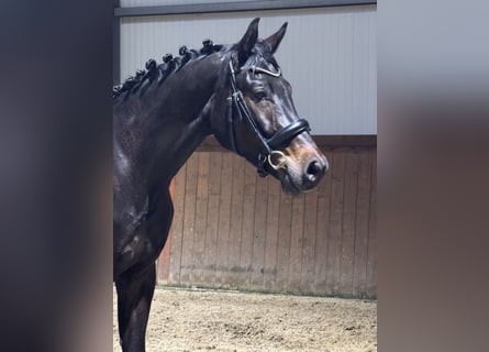 Niemiecki koń sportowy, Wałach, 4 lat, 175 cm, Skarogniada
