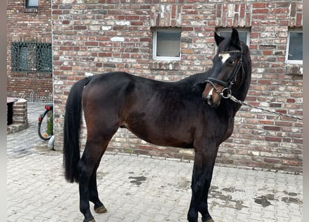 Niemiecki koń sportowy, Wałach, 5 lat, 163 cm, Ciemnogniada