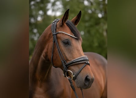 Niemiecki koń sportowy, Wałach, 5 lat, 164 cm, Ciemnogniada