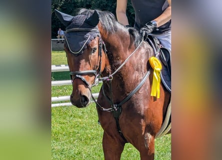 Niemiecki koń sportowy, Wałach, 5 lat, 165 cm, Gniada