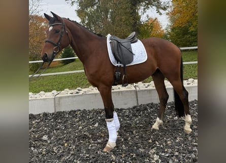 Niemiecki koń sportowy, Wałach, 5 lat, 166 cm, Gniada