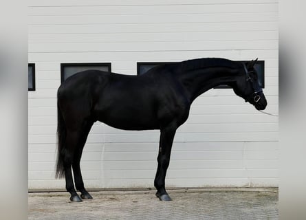 Niemiecki koń sportowy, Wałach, 5 lat, 167 cm, Ciemnogniada