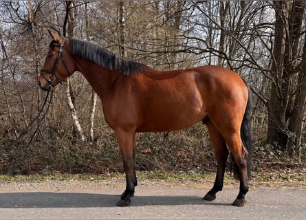 Niemiecki koń sportowy, Wałach, 5 lat, 167 cm, Gniada