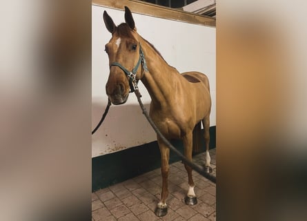 Niemiecki koń sportowy, Wałach, 5 lat, 167 cm, Kasztanowata