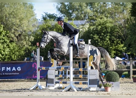 Niemiecki koń sportowy, Wałach, 5 lat, 167 cm, Siwa