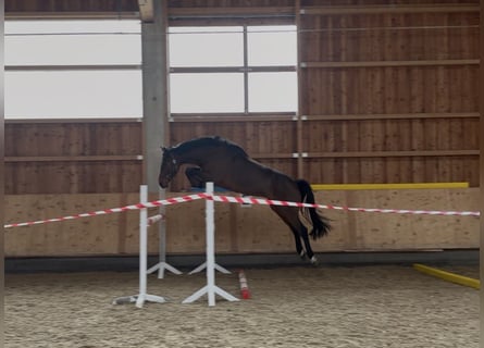 Niemiecki koń sportowy, Wałach, 5 lat, 168 cm, Gniada