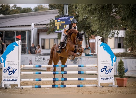 Niemiecki koń sportowy, Wałach, 5 lat, 168 cm, Kasztanowata
