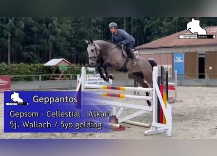 Niemiecki koń sportowy, Wałach, 5 lat, 168 cm, Siwa