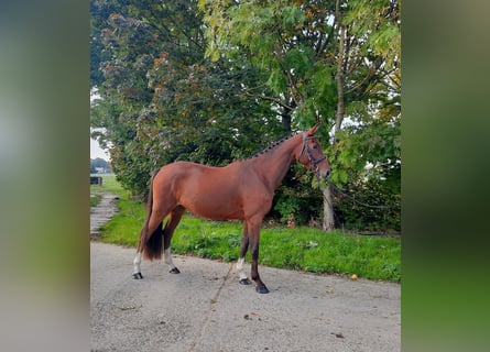 Niemiecki koń sportowy, Wałach, 5 lat, 170 cm, Gniada
