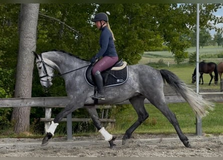 Niemiecki koń sportowy, Wałach, 5 lat, 170 cm, Siwa