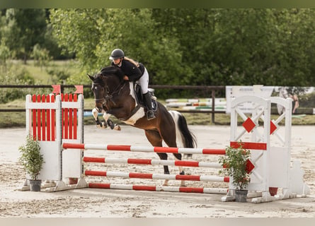Niemiecki koń sportowy, Wałach, 5 lat, 170 cm, Srokata