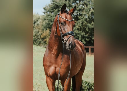 Niemiecki koń sportowy, Wałach, 5 lat, 172 cm, Gniada
