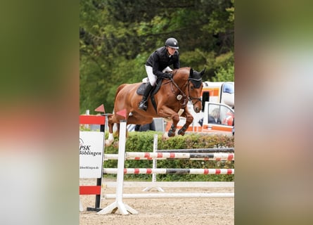 Niemiecki koń sportowy, Wałach, 5 lat, 175 cm, Kasztanowata