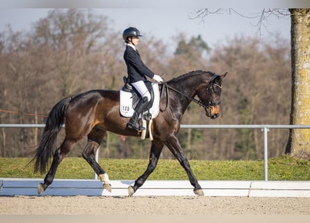 Niemiecki koń sportowy, Wałach, 5 lat, 175 cm, Skarogniada