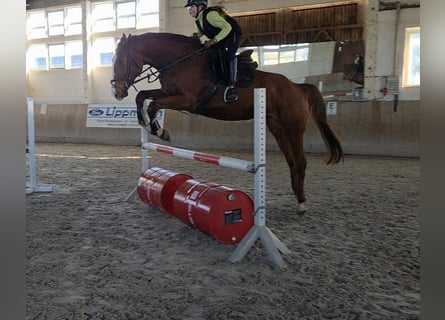 Niemiecki koń sportowy, Wałach, 5 lat, 178 cm, Kasztanowata