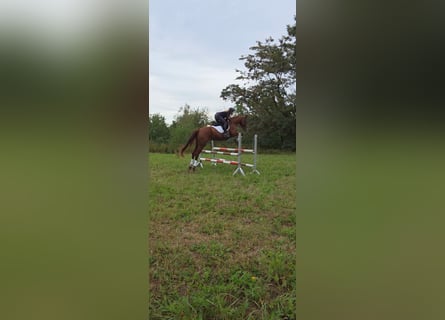 Niemiecki koń sportowy, Wałach, 5 lat, 178 cm, Kasztanowata
