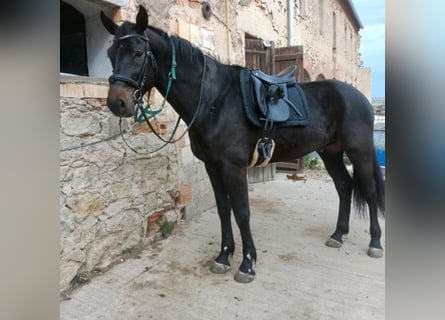 Niemiecki koń sportowy, Wałach, 5 lat, 180 cm, Ciemnogniada