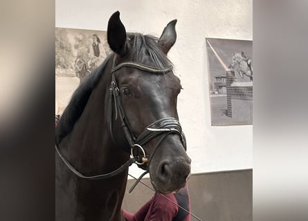 Niemiecki koń sportowy, Wałach, 5 lat, 180 cm, Kara
