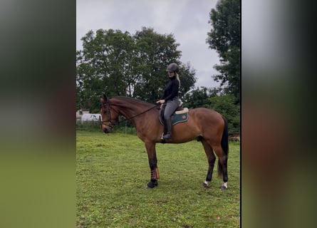 Niemiecki koń sportowy, Wałach, 5 lat, 186 cm, Gniada