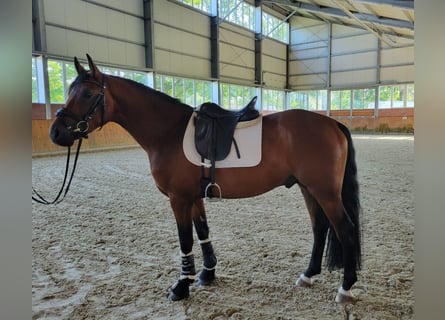 Niemiecki koń sportowy, Wałach, 6 lat, 162 cm, Ciemnogniada