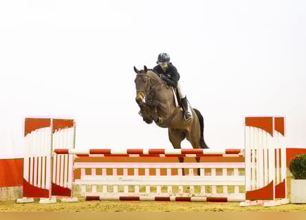 Niemiecki koń sportowy, Wałach, 6 lat, 162 cm