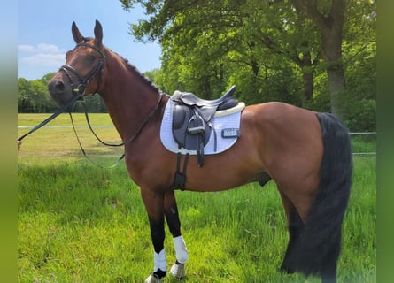 Niemiecki koń sportowy, Wałach, 6 lat, 163 cm, Gniada