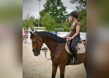 Niemiecki koń sportowy, Wałach, 6 lat, 165 cm, Jasnogniada