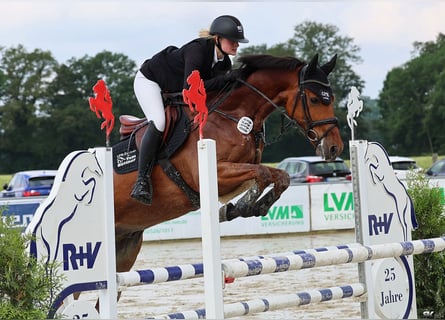 Niemiecki koń sportowy, Wałach, 6 lat, 167 cm, Gniada