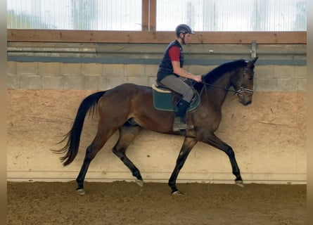 Niemiecki koń sportowy, Wałach, 6 lat, 167 cm, Gniada