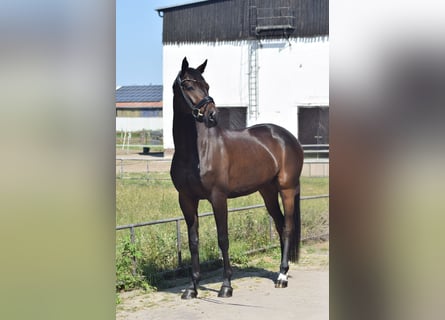 Niemiecki koń sportowy, Wałach, 6 lat, 169 cm, Ciemnogniada