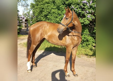 Niemiecki koń sportowy, Wałach, 6 lat, 170 cm, Kasztanowata