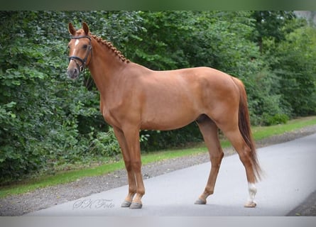 Niemiecki koń sportowy, Wałach, 6 lat, 172 cm, Kasztanowata