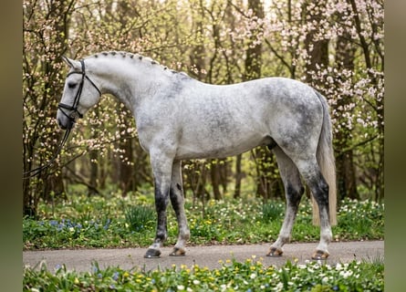 Niemiecki koń sportowy, Wałach, 6 lat, 172 cm, Siwa