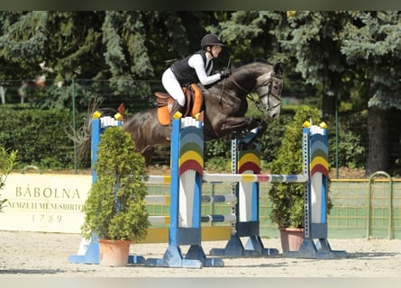 Niemiecki koń sportowy, Wałach, 6 lat, 172 cm, Siwa