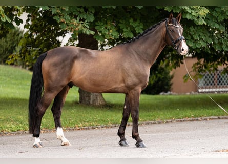 Niemiecki koń sportowy, Wałach, 6 lat, 173 cm, Ciemnogniada