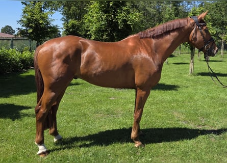 Niemiecki koń sportowy, Wałach, 6 lat, 173 cm, Kasztanowata