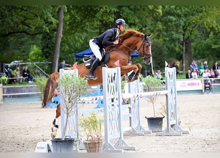 Niemiecki koń sportowy, Wałach, 6 lat, 174 cm, Kasztanowata
