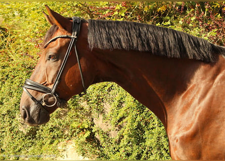 Niemiecki koń sportowy, Wałach, 6 lat, 175 cm, Ciemnokasztanowata