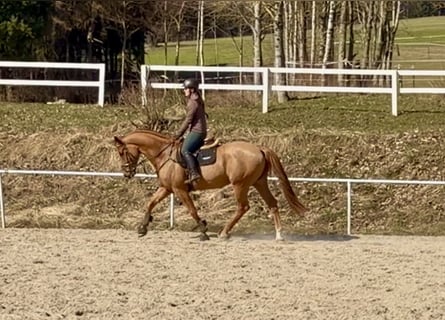 Niemiecki koń sportowy, Wałach, 6 lat, 179 cm, Kasztanowata