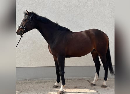 Niemiecki koń sportowy, Wałach, 6 lat, 180 cm, Gniada