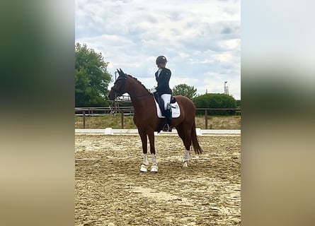 Niemiecki koń sportowy, Wałach, 7 lat, 165 cm, Ciemnokasztanowata