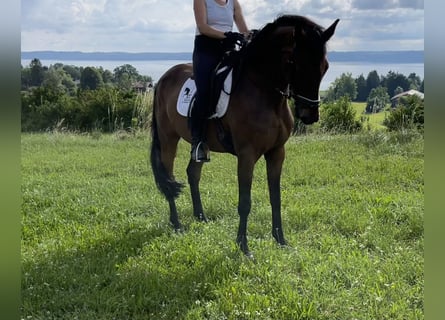 Niemiecki koń sportowy, Wałach, 7 lat, 168 cm, Gniada