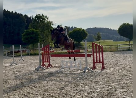 Niemiecki koń sportowy, Wałach, 7 lat, 170 cm, Ciemnogniada