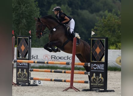 Niemiecki koń sportowy, Wałach, 7 lat, 173 cm, Ciemnogniada