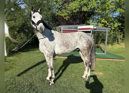 Niemiecki koń sportowy, Wałach, 7 lat, 173 cm, Siwa