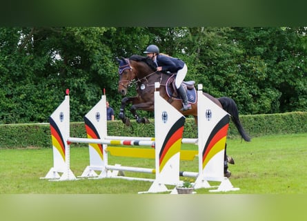 Niemiecki koń sportowy, Wałach, 7 lat, 175 cm, Gniada