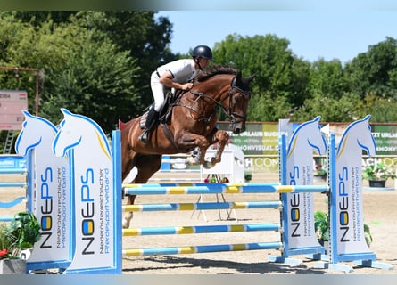 Niemiecki koń sportowy, Wałach, 7 lat, 175 cm, Kasztanowata