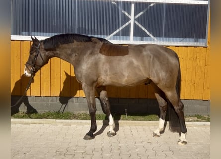 Niemiecki koń sportowy, Wałach, 7 lat, 180 cm, Gniada